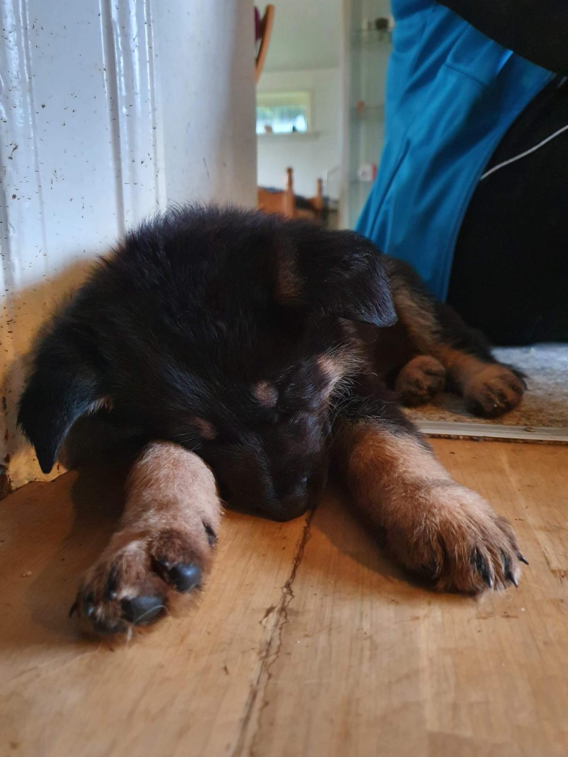 Schæferhund Liva billede 1