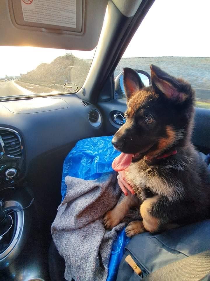 Schæferhund Liva billede 3