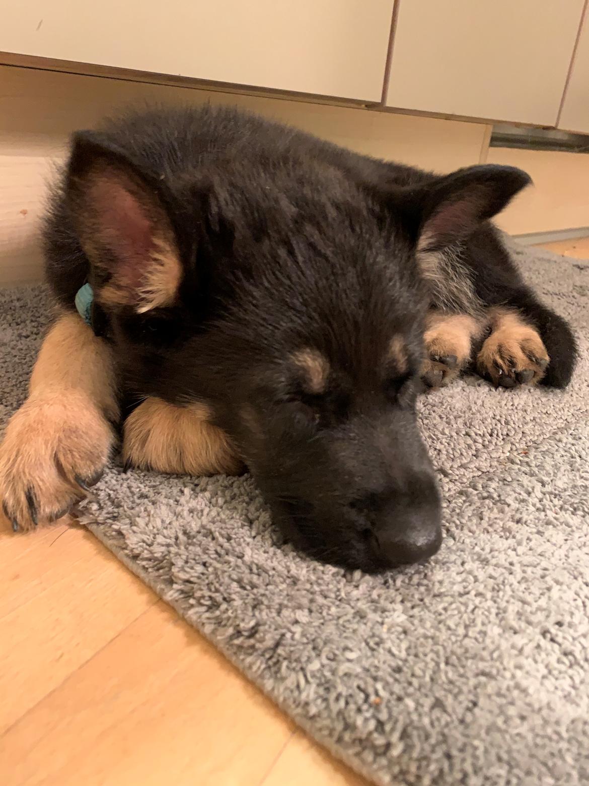 Schæferhund Liva billede 4