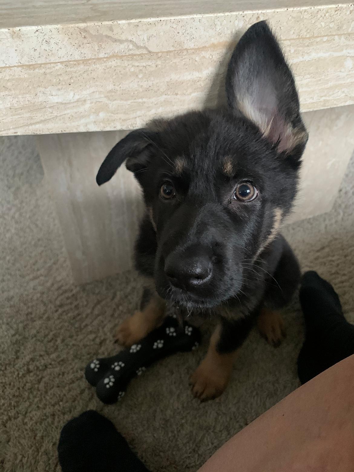 Schæferhund Liva billede 5