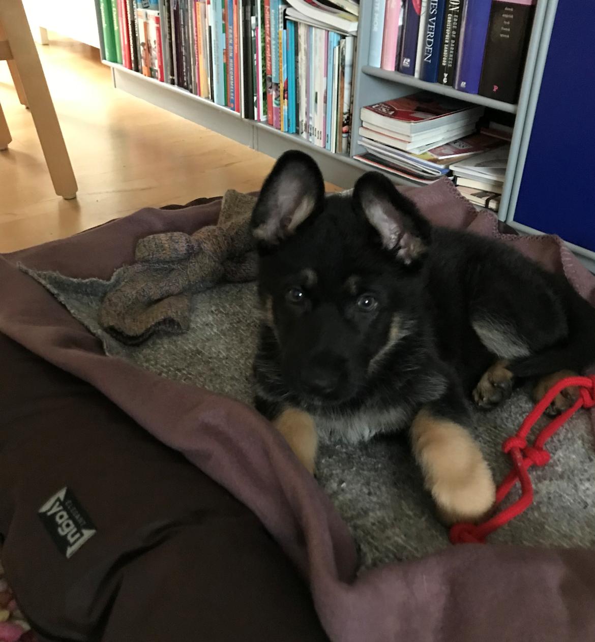 Schæferhund Liva billede 2