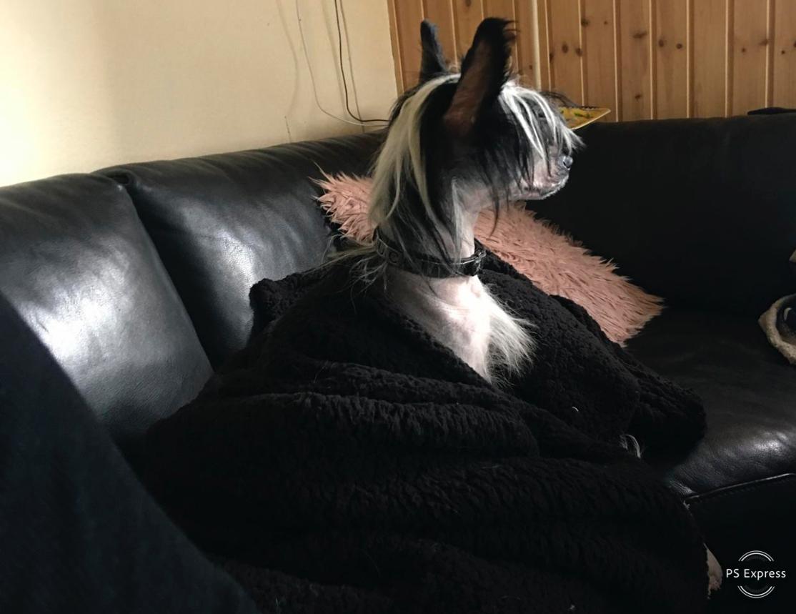 Chinese crested hårløs Sully billede 43