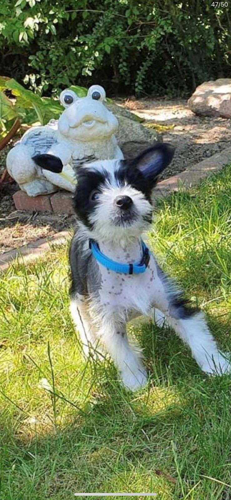 Chinese crested hårløs Sully billede 29