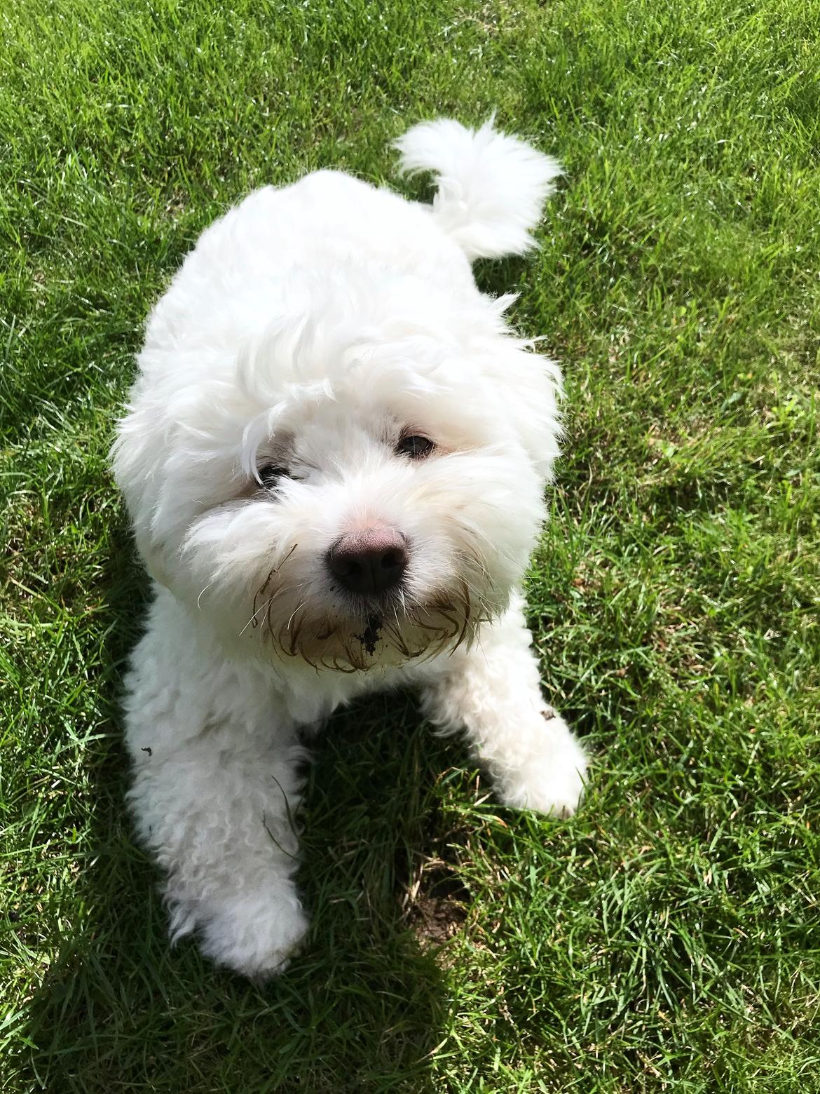 Coton de tulear Napoleon Louis billede 2