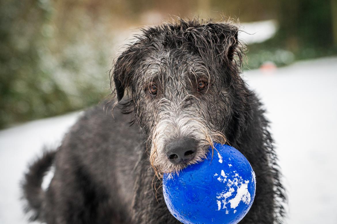 Irsk ulvehund Uffe billede 32