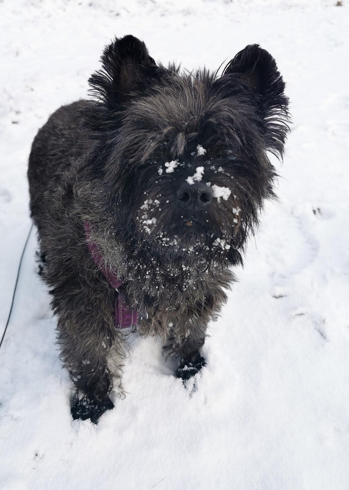 Cairn terrier Citta billede 43