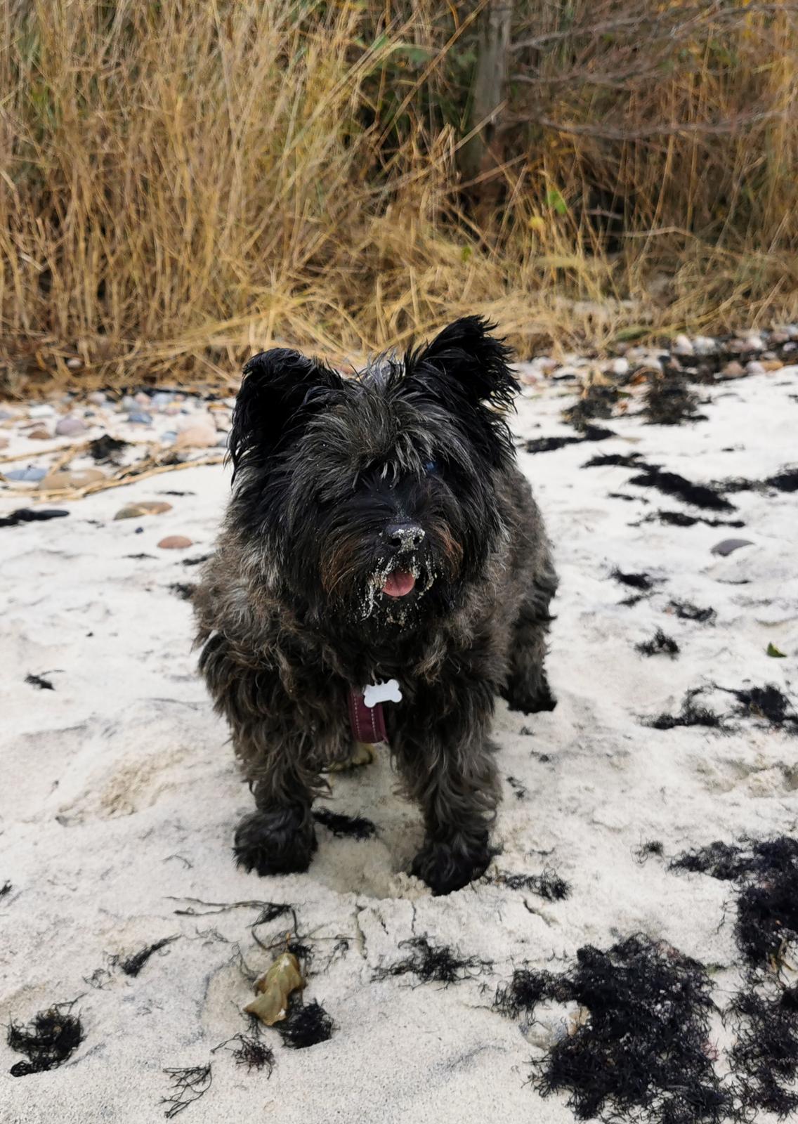 Cairn terrier Citta billede 44
