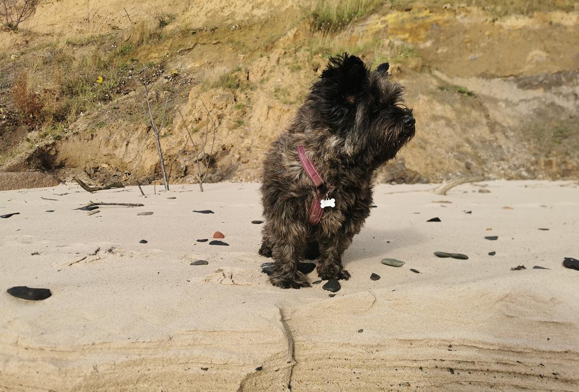 Cairn terrier Citta billede 45