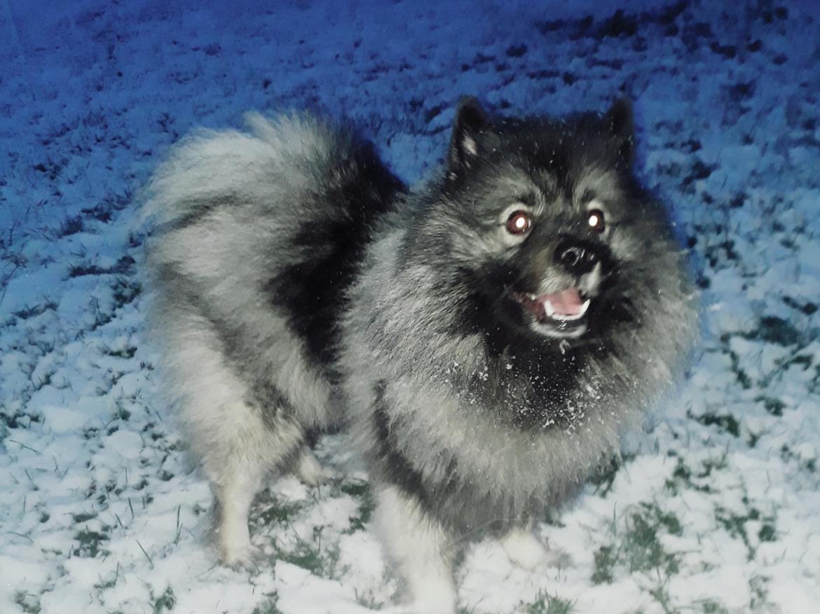 Keeshond Asdis - House of Keesgaard A Silver Past  billede 34