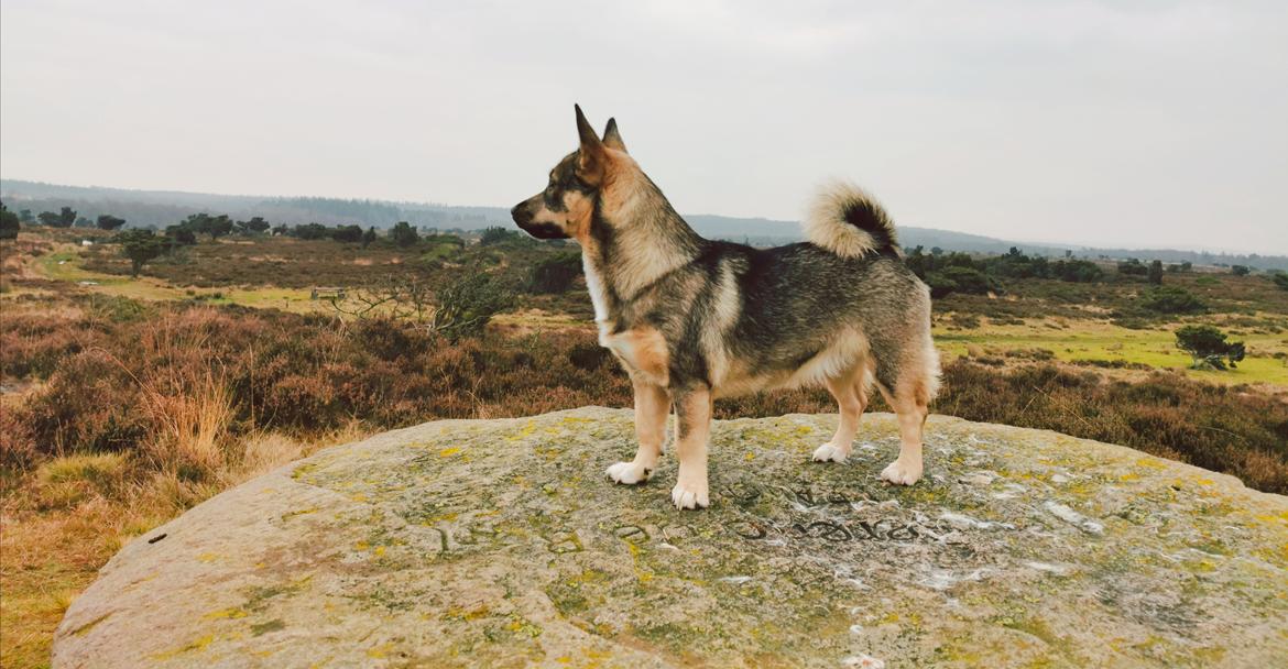 Västgötaspids Unni billede 31