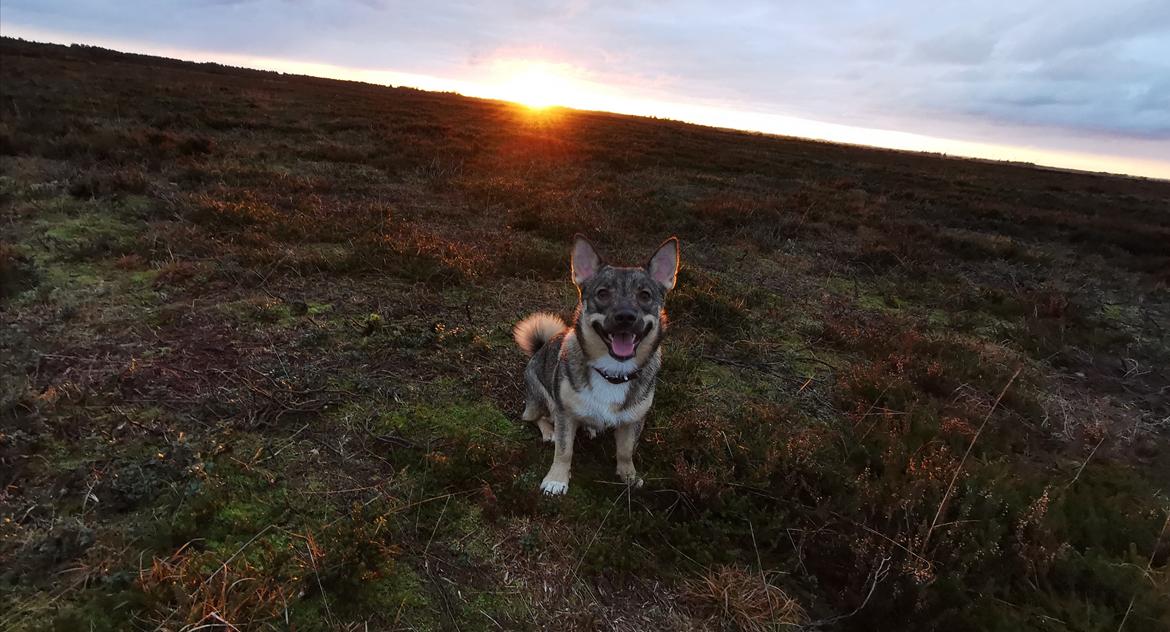 Västgötaspids Unni billede 32