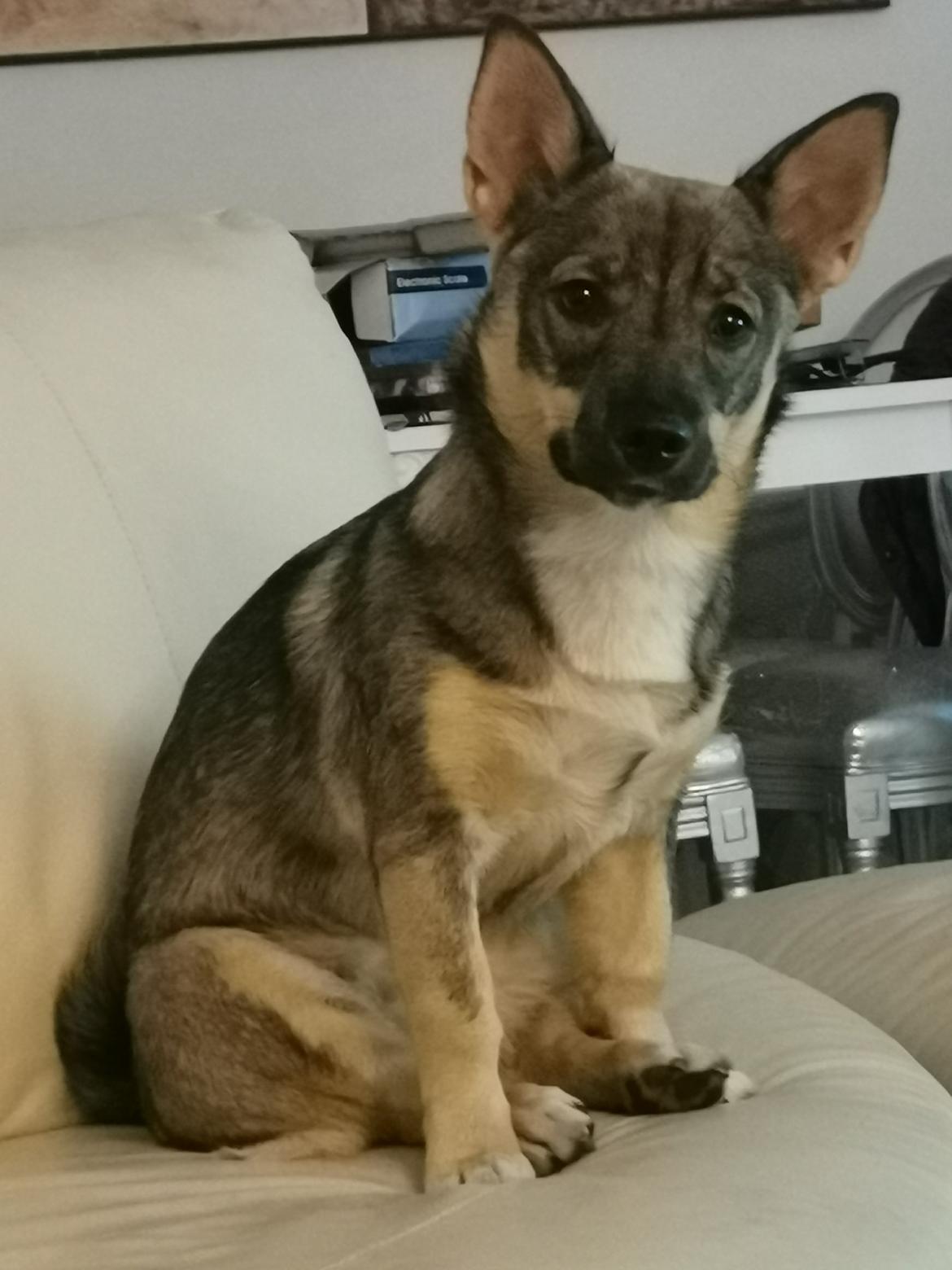 Västgötaspids Unni billede 33