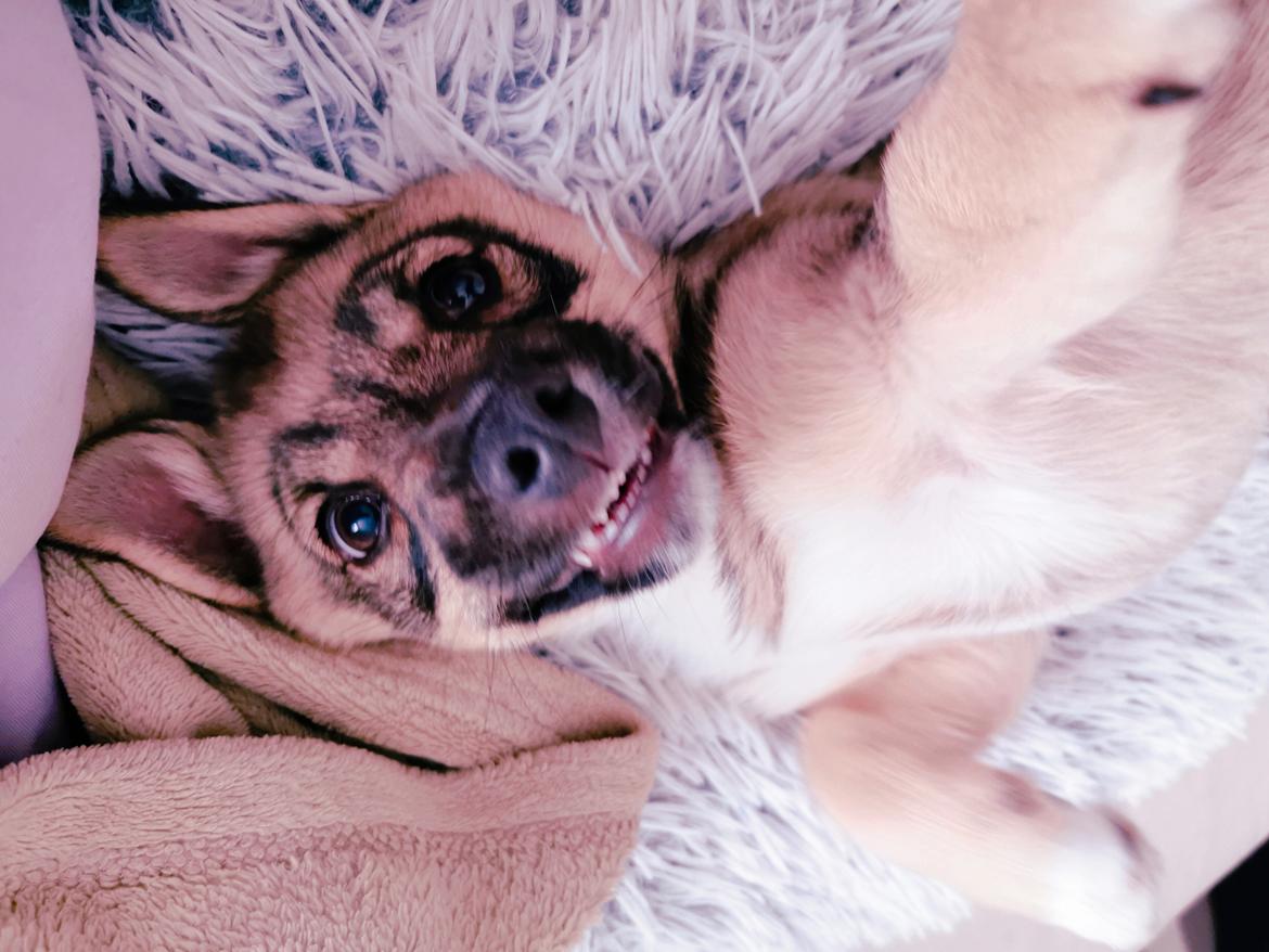 Västgötaspids Unni billede 34