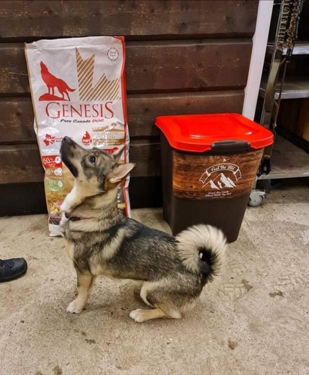 Västgötaspids Unni - Unni 11 mdr billede 36