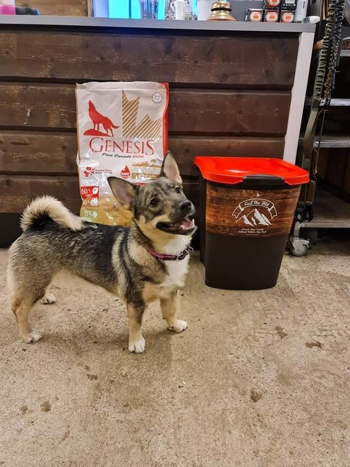 Västgötaspids Unni billede 37