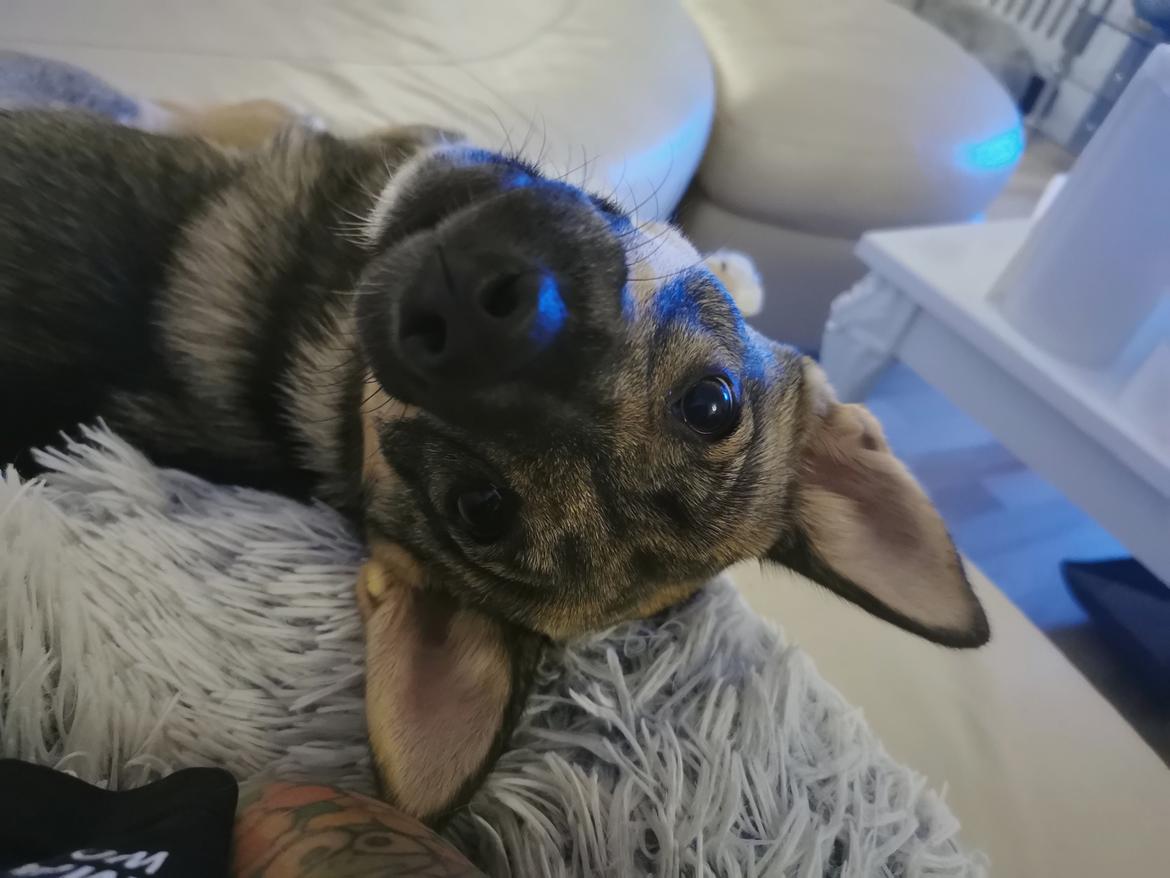 Västgötaspids Unni billede 35