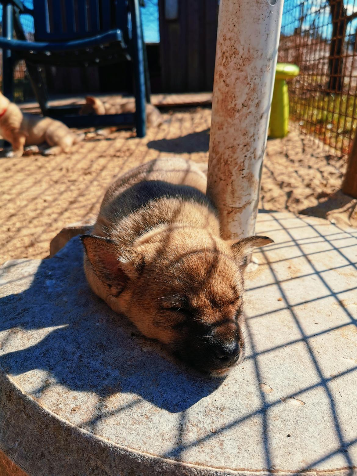 Västgötaspids Unni billede 3