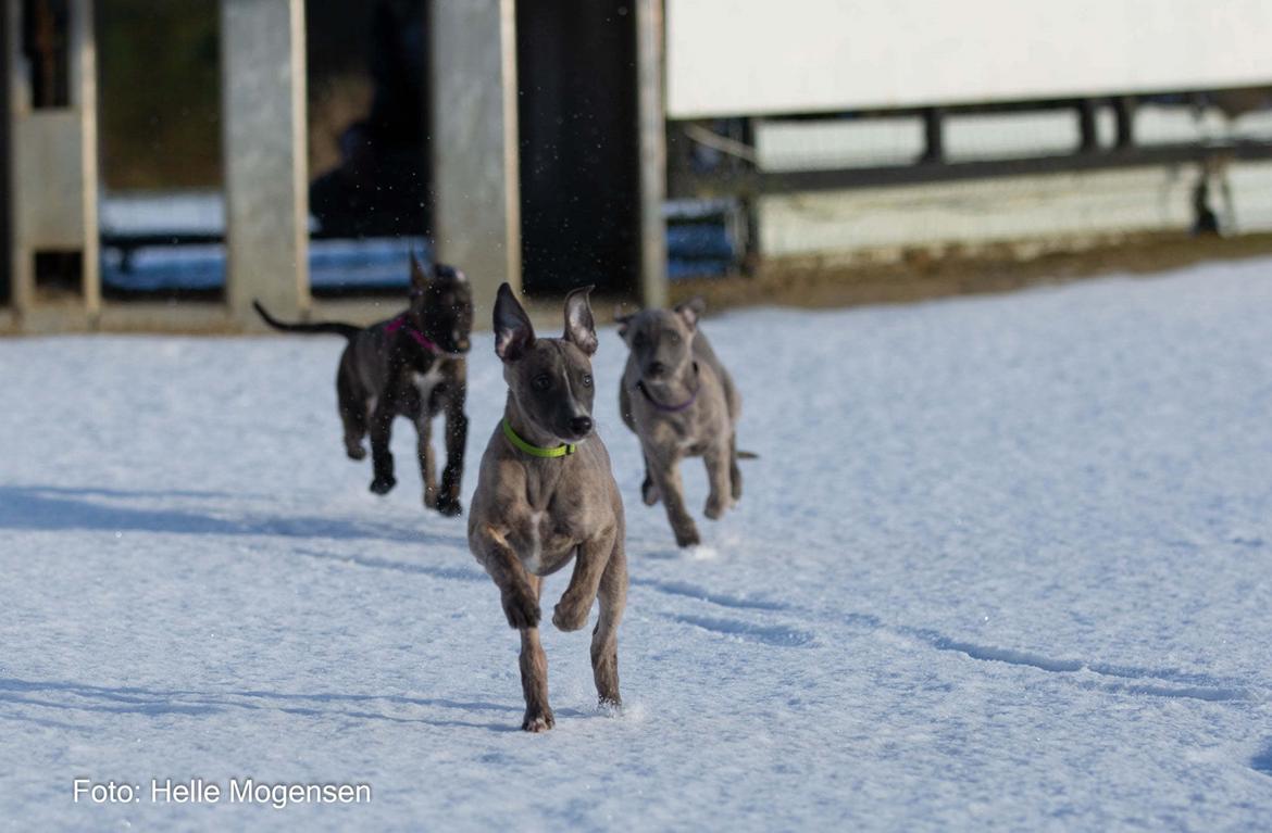 Whippet MeepMeep - 10 uger gammel (1/2-21) billede 23