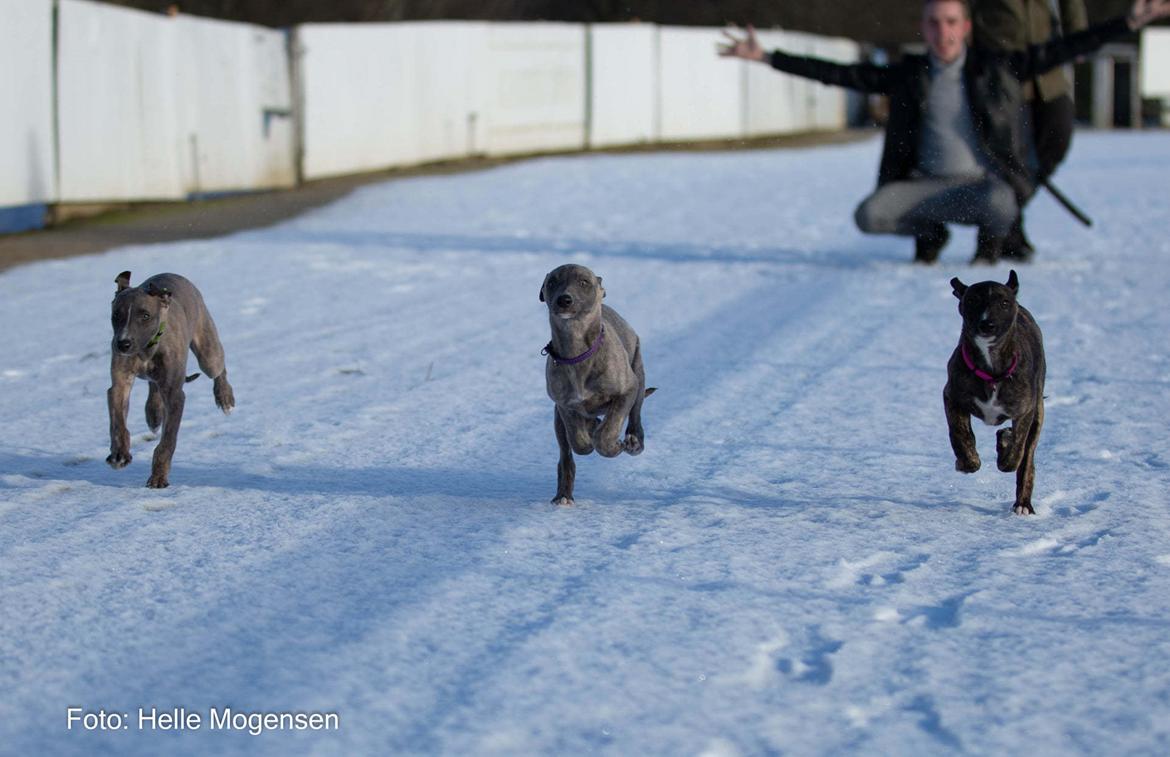 Whippet MeepMeep - 10 uger gammel (1/2-21) billede 24