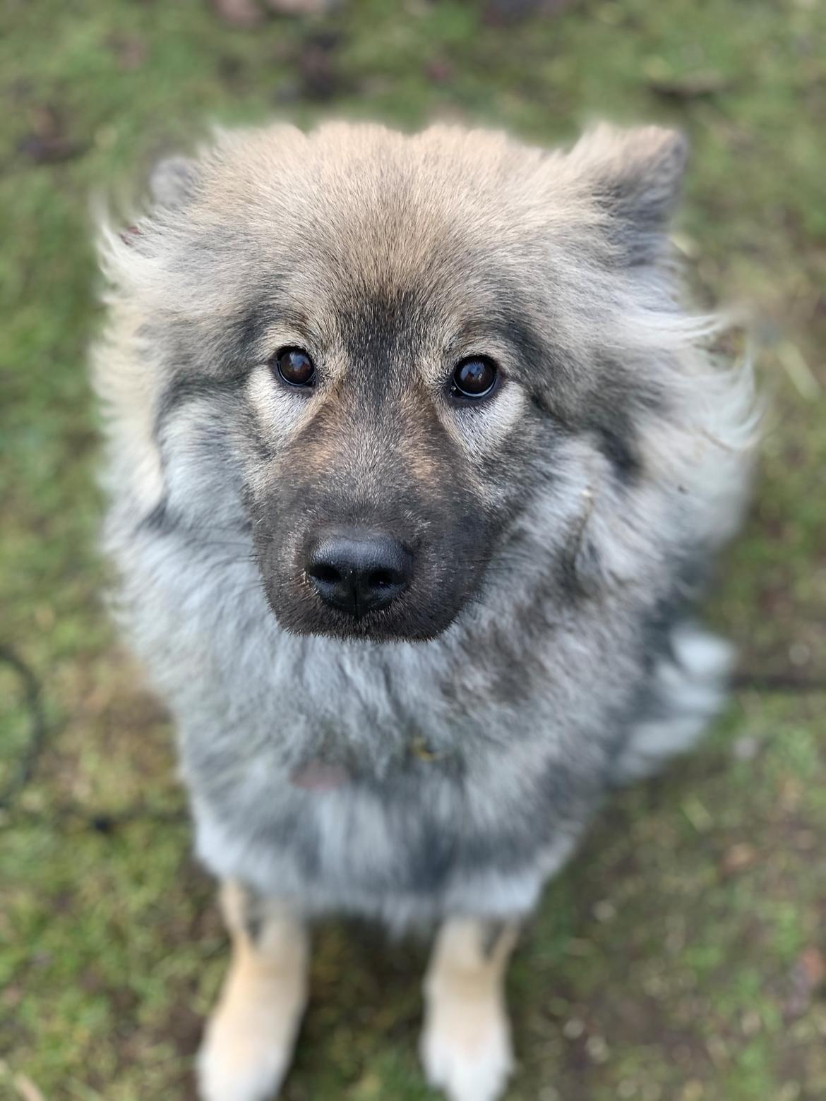 Eurasier Zelda billede 28