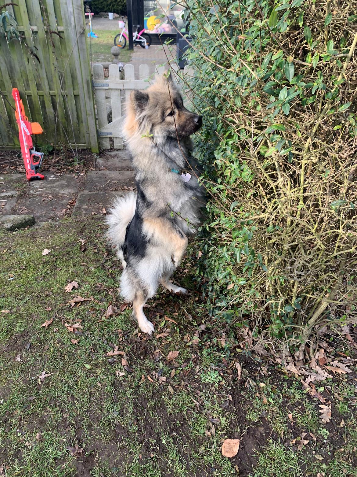 Eurasier Zelda billede 29