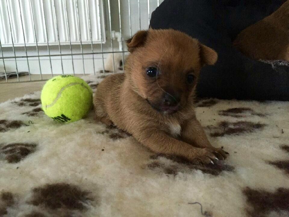 Blanding af racer Fie - Lille Fie.  billede 1