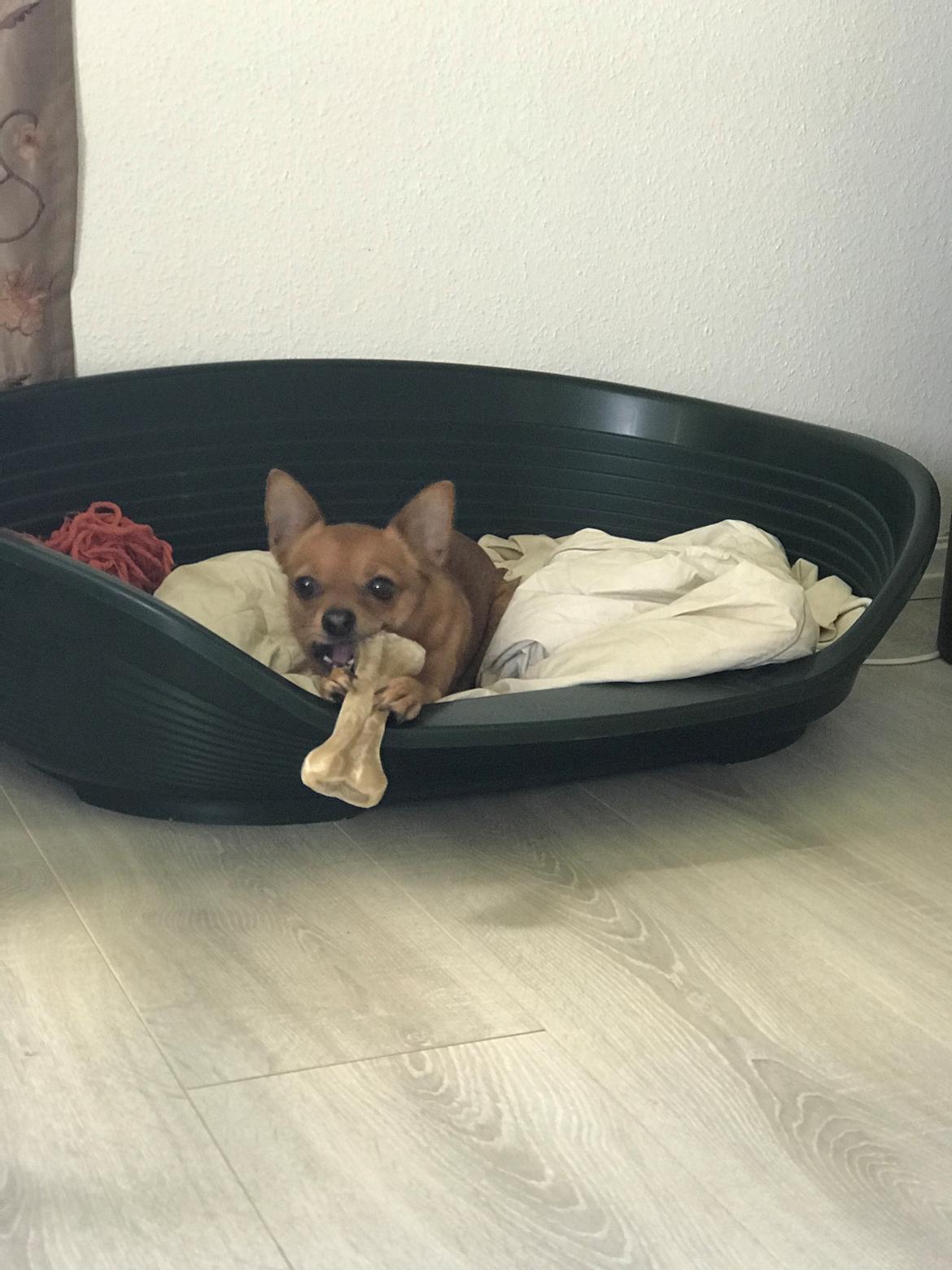 Blanding af racer Fie - Fie låner Baileys kurv.  billede 3