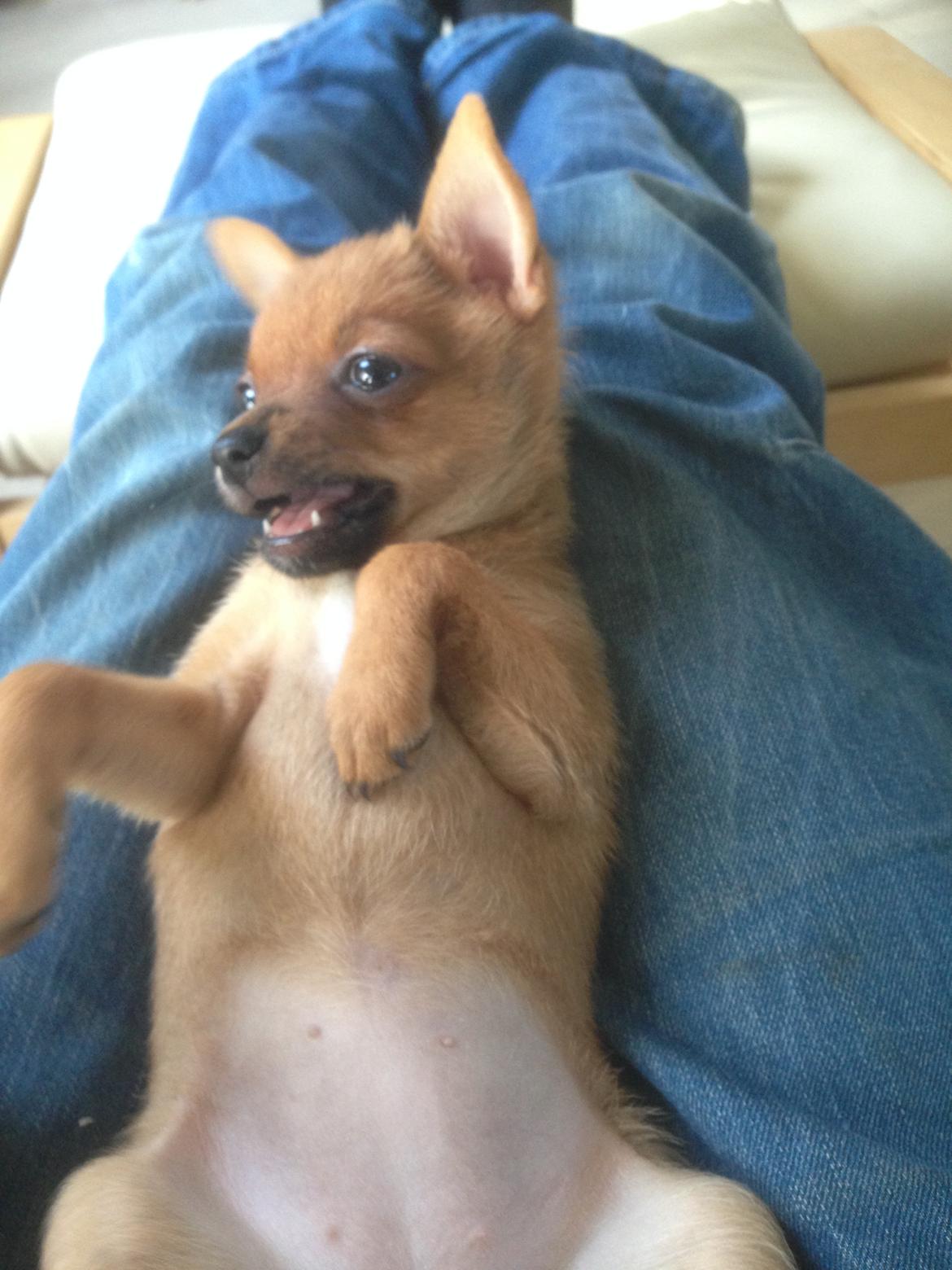 Blanding af racer Fie - Fie nyder tilværelsen  billede 2