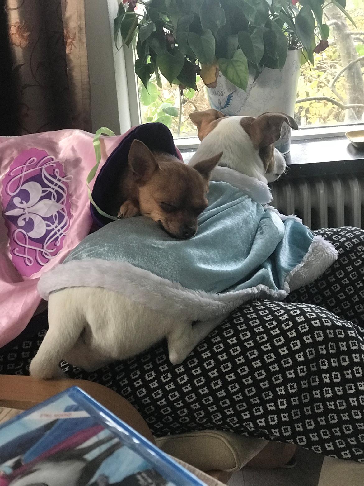 Blanding af racer Fie - Fie nyder når Vaks er på besøg billede 4