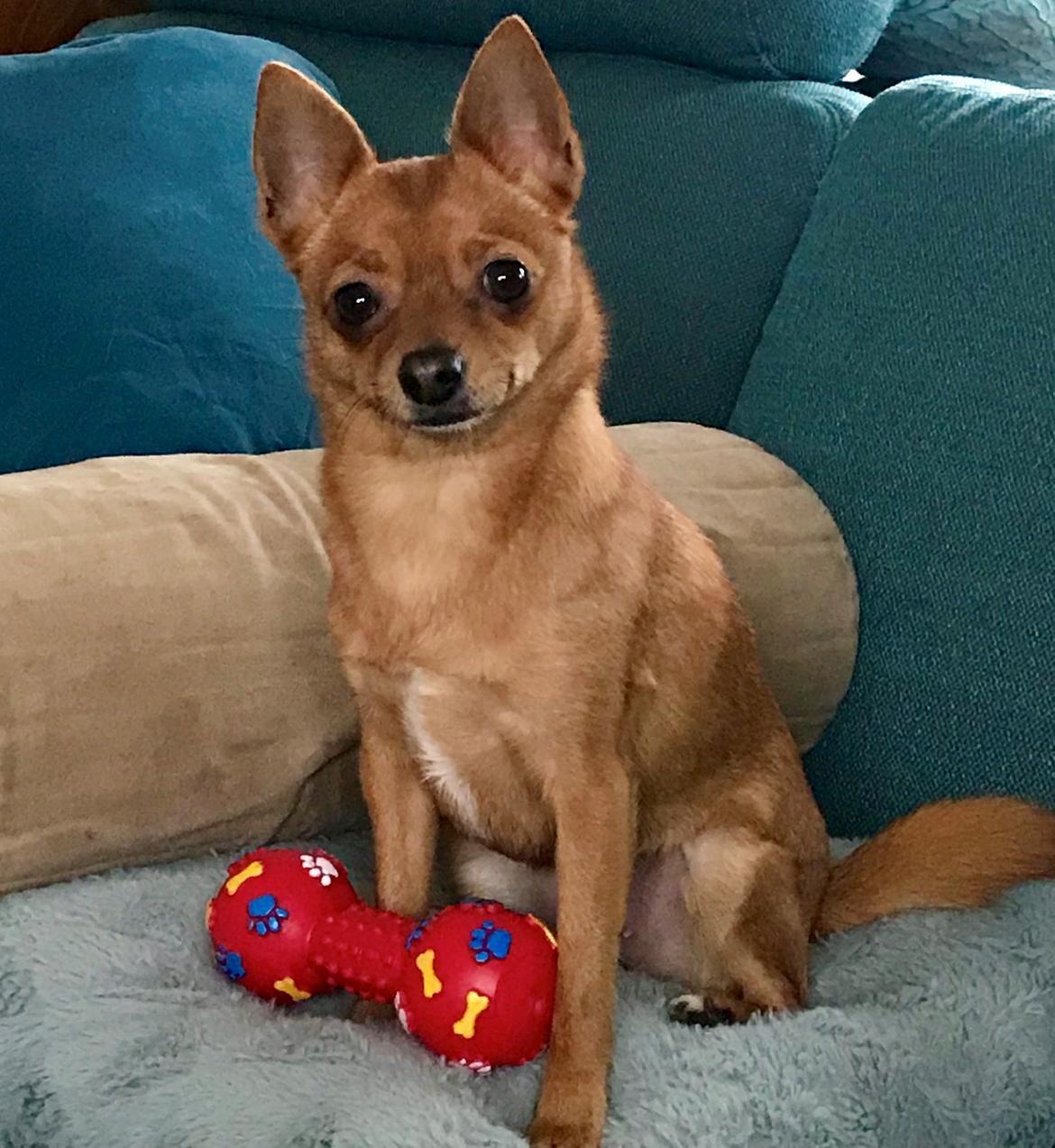 Blanding af racer Fie - Er jeg ikke fin billede 6