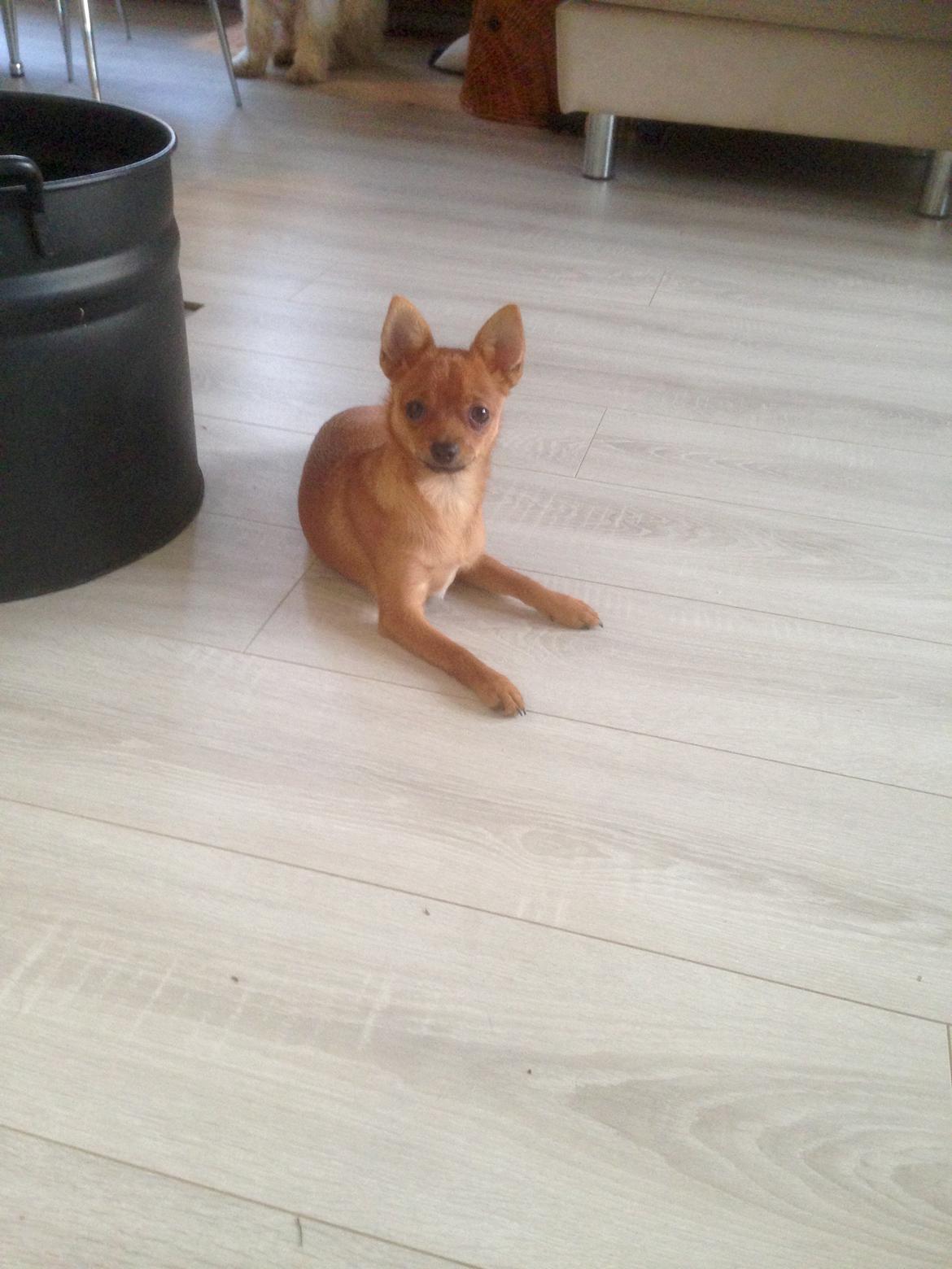 Blanding af racer Fie billede 5