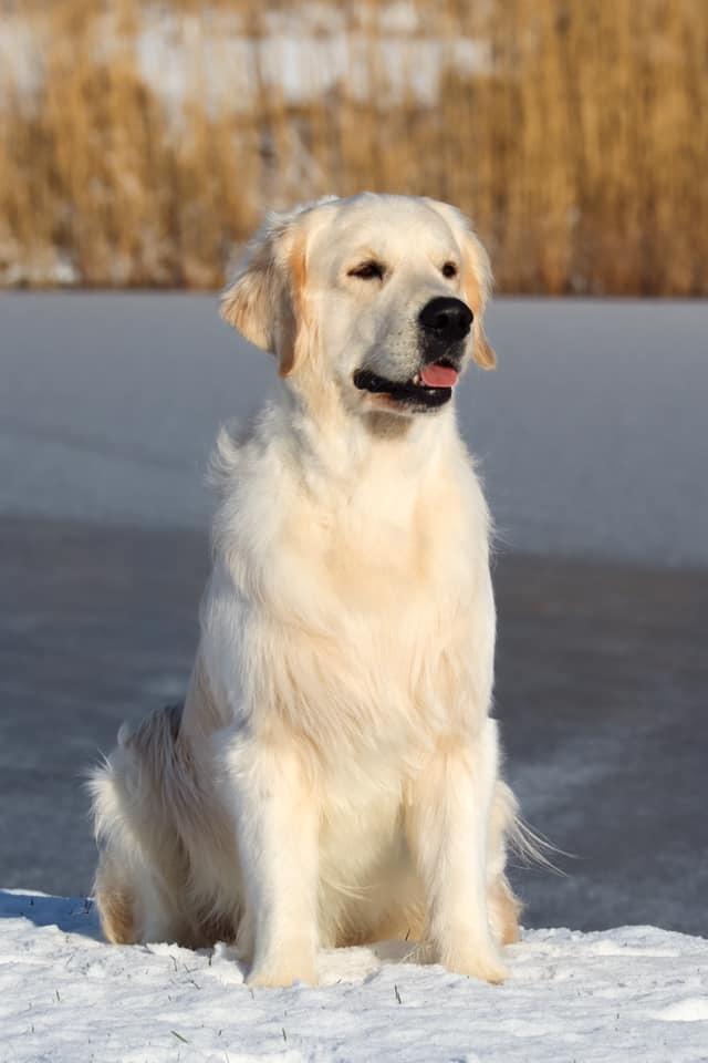 Golden retriever DKCH(U) DKJUCH Manhattan V.D. Corner Brook - DKJUCH Manhattan v.d. Corner Brook 26 mdr billede 36