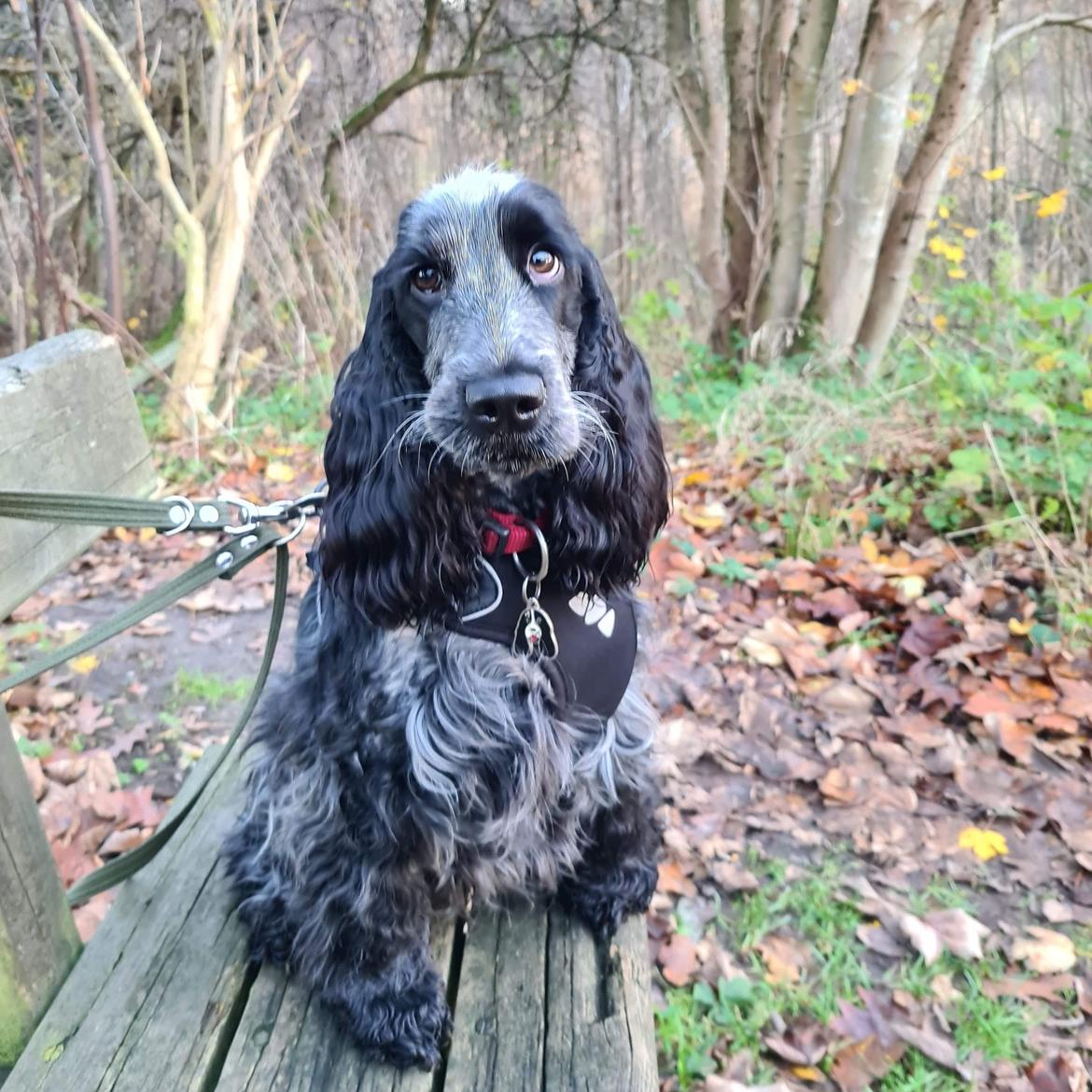 Cocker spaniel Cookie - Cookie 14mdr billede 7