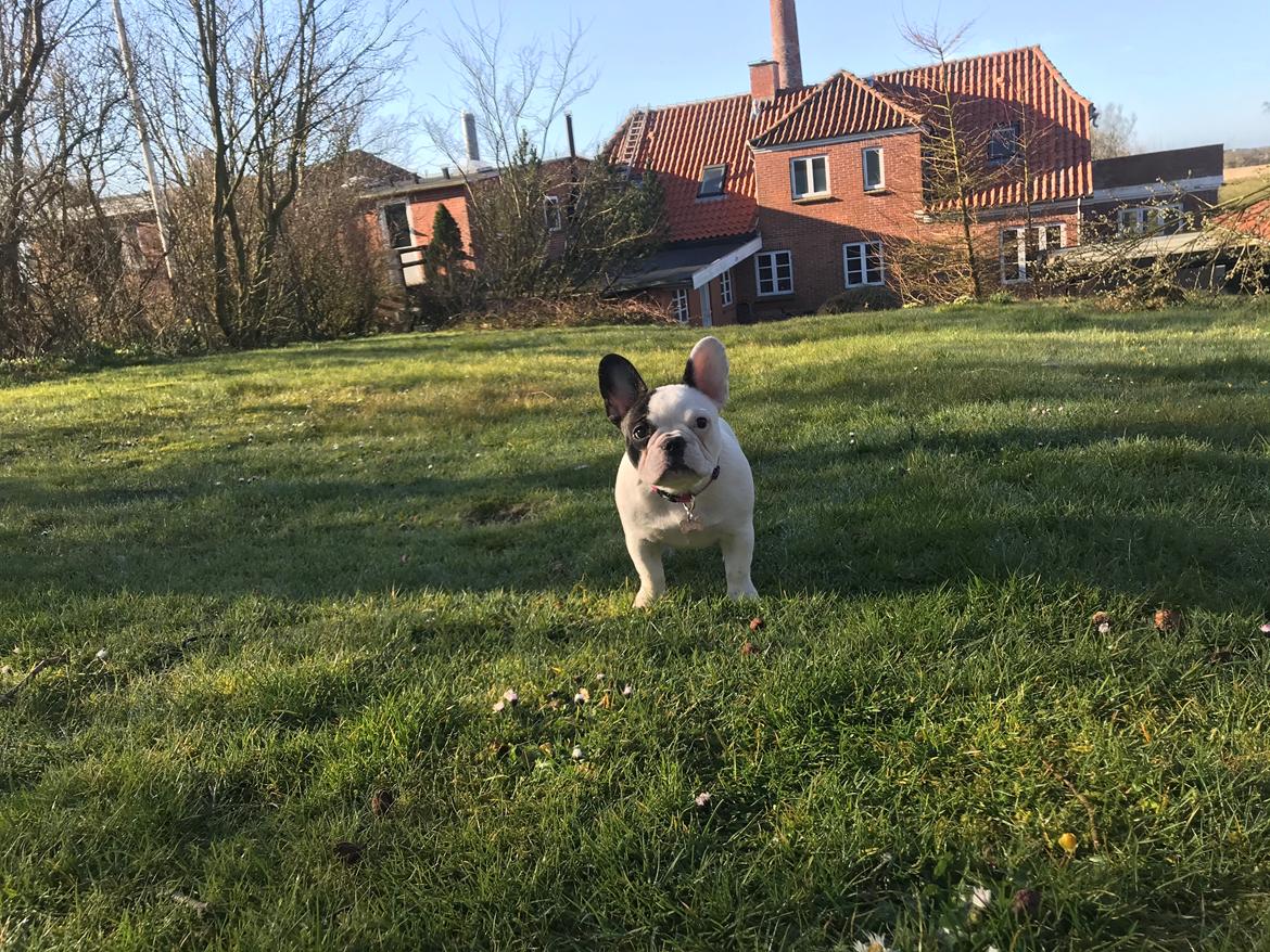 Fransk bulldog Fister billede 1