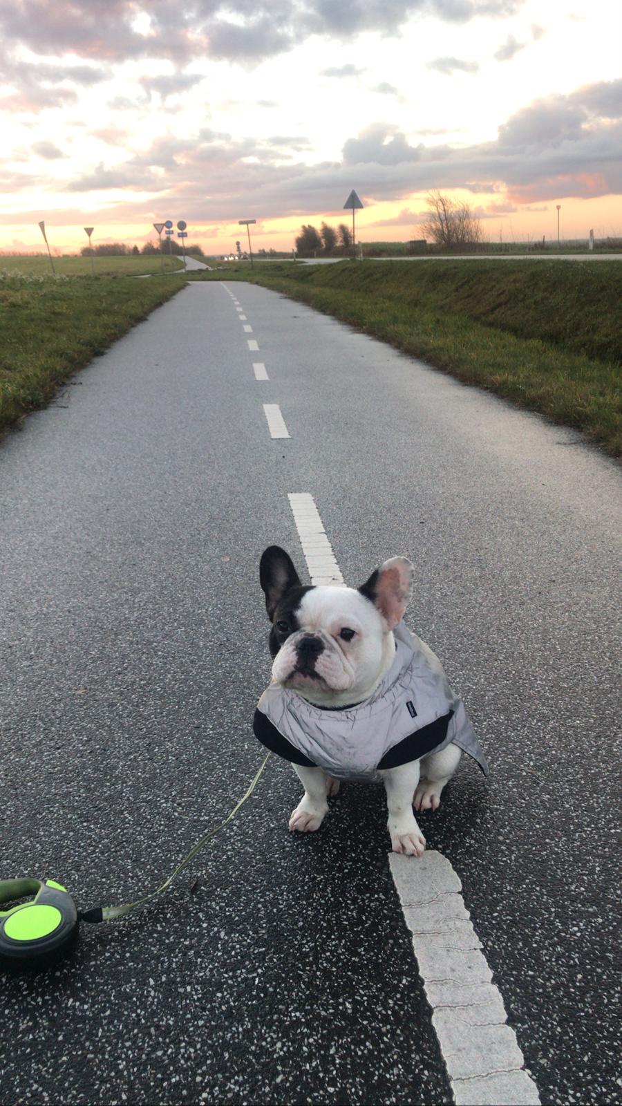 Fransk bulldog Fister billede 2