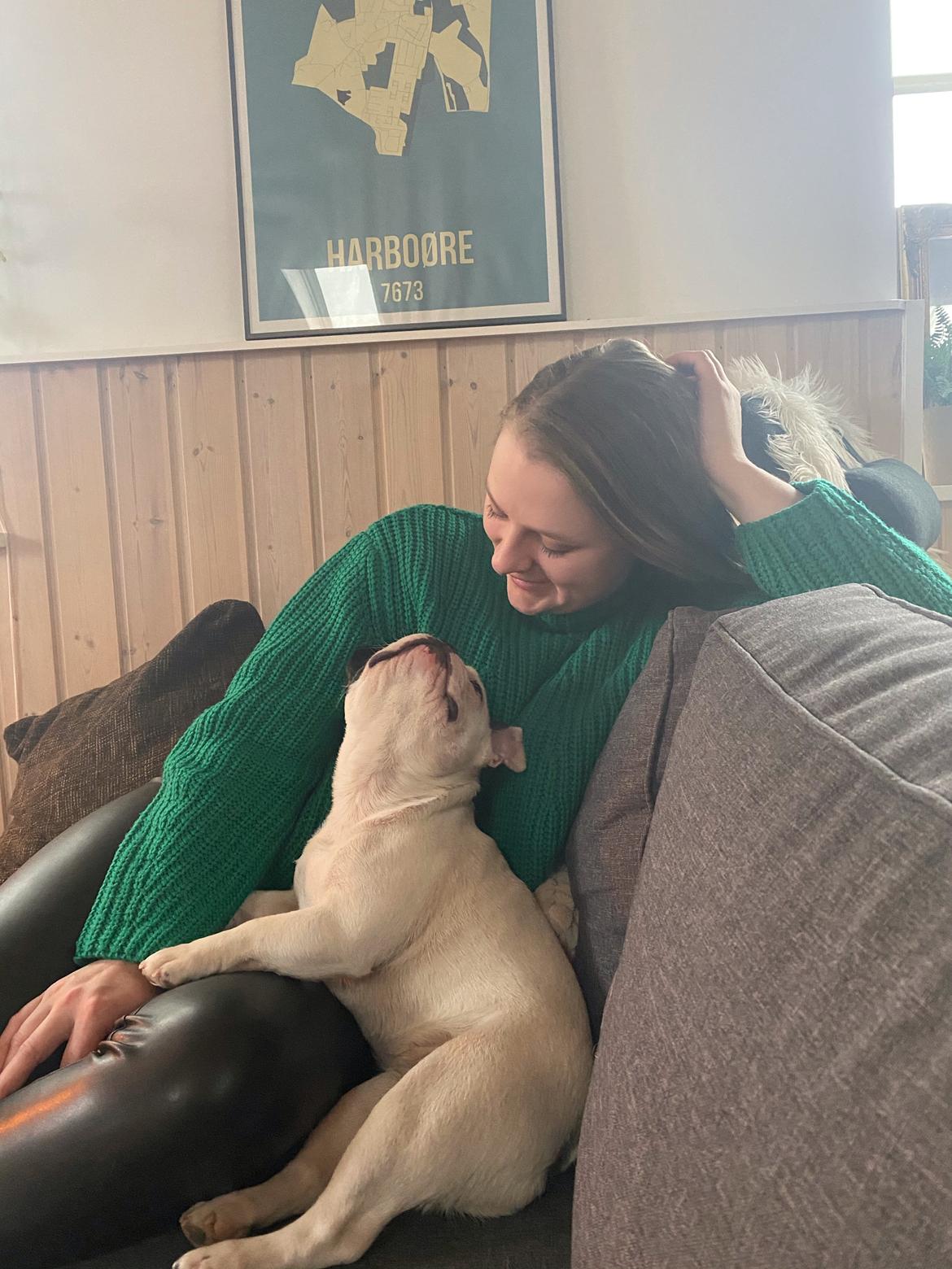 Fransk bulldog Fister billede 3