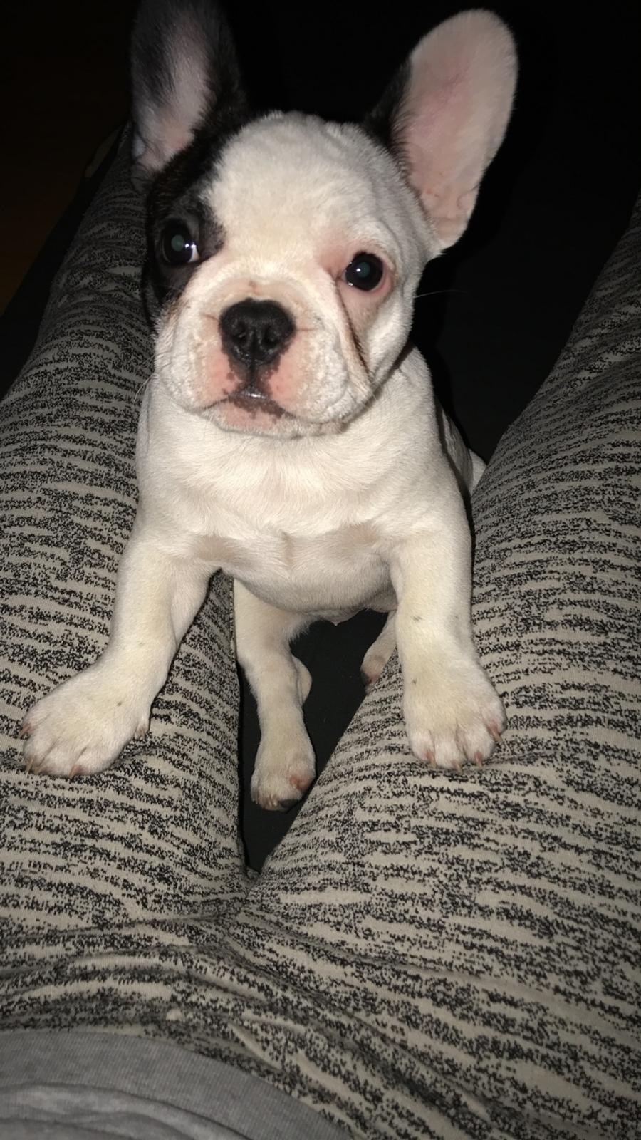 Fransk bulldog Fister billede 5