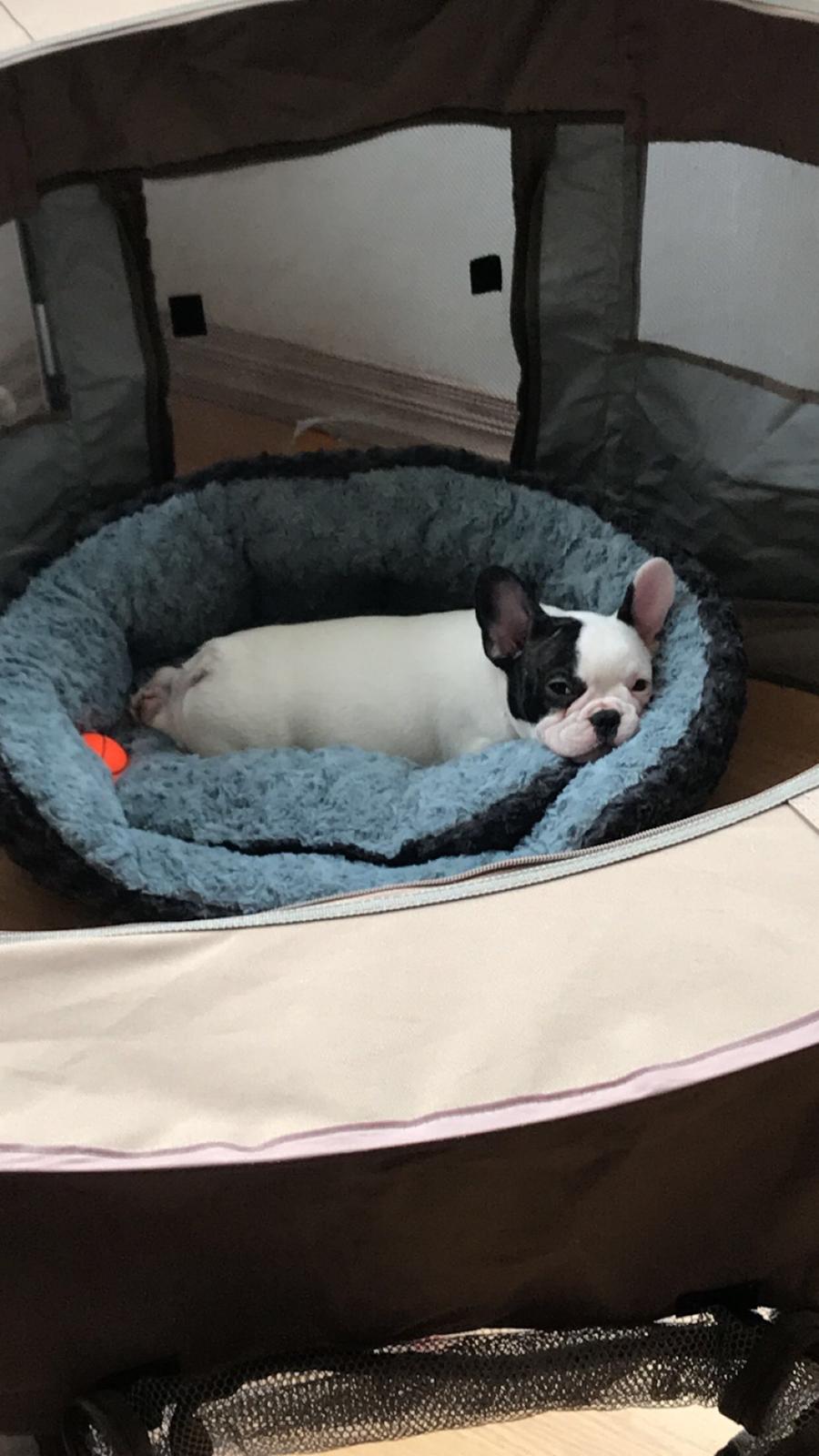 Fransk bulldog Fister billede 6