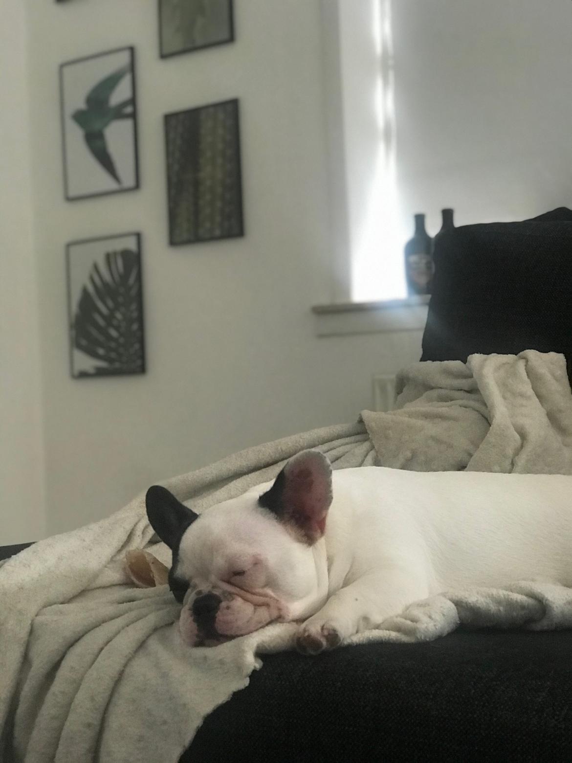 Fransk bulldog Fister billede 7