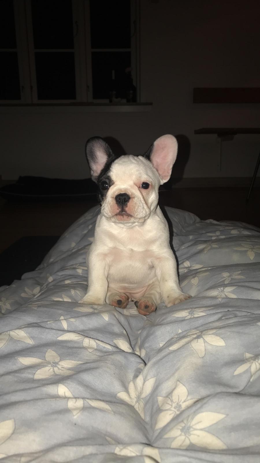 Fransk bulldog Fister billede 4