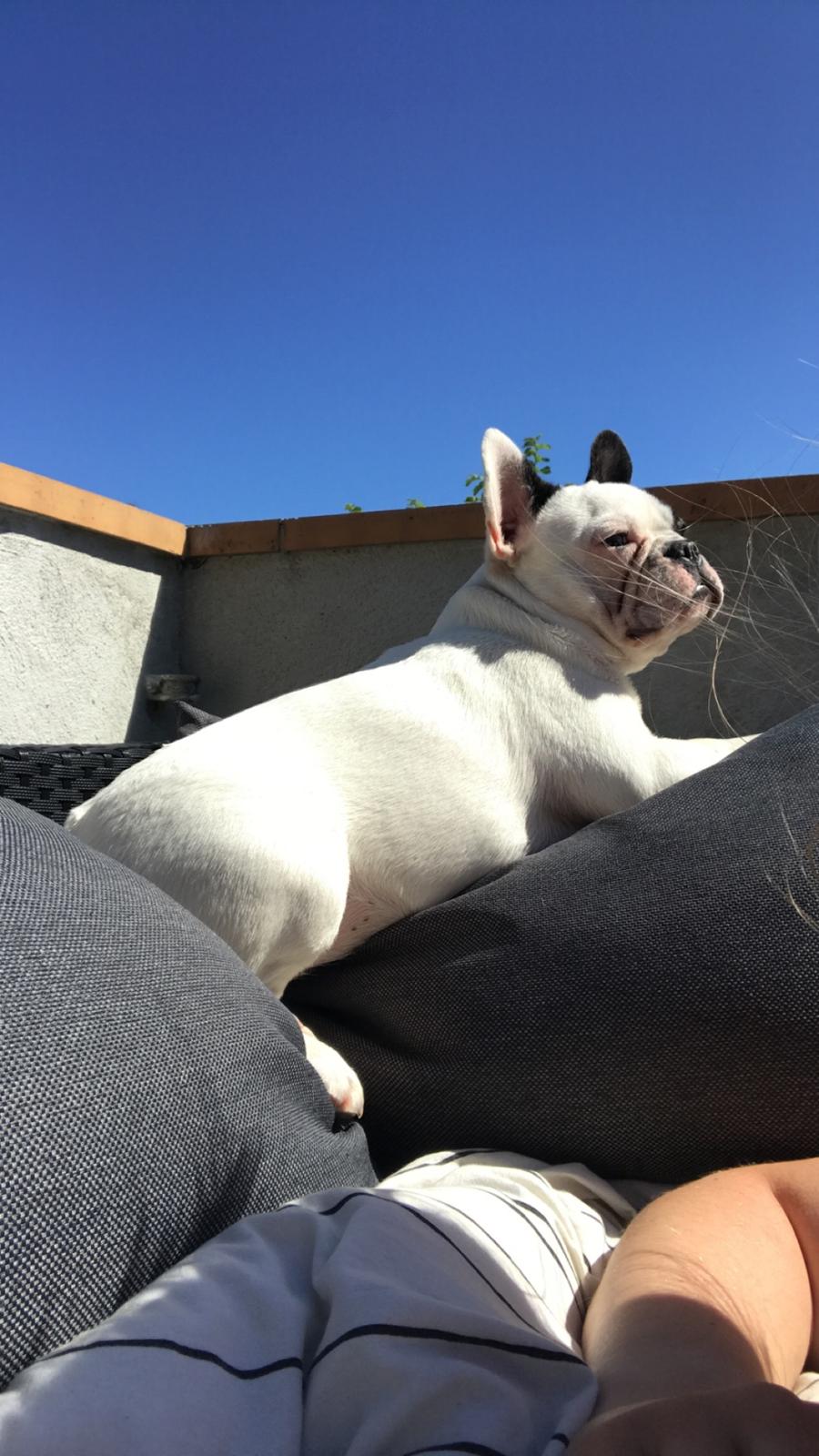 Fransk bulldog Fister billede 9