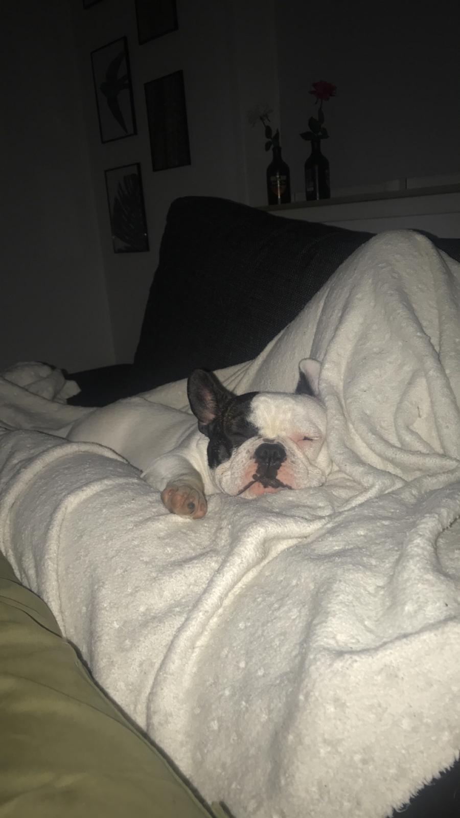 Fransk bulldog Fister billede 12