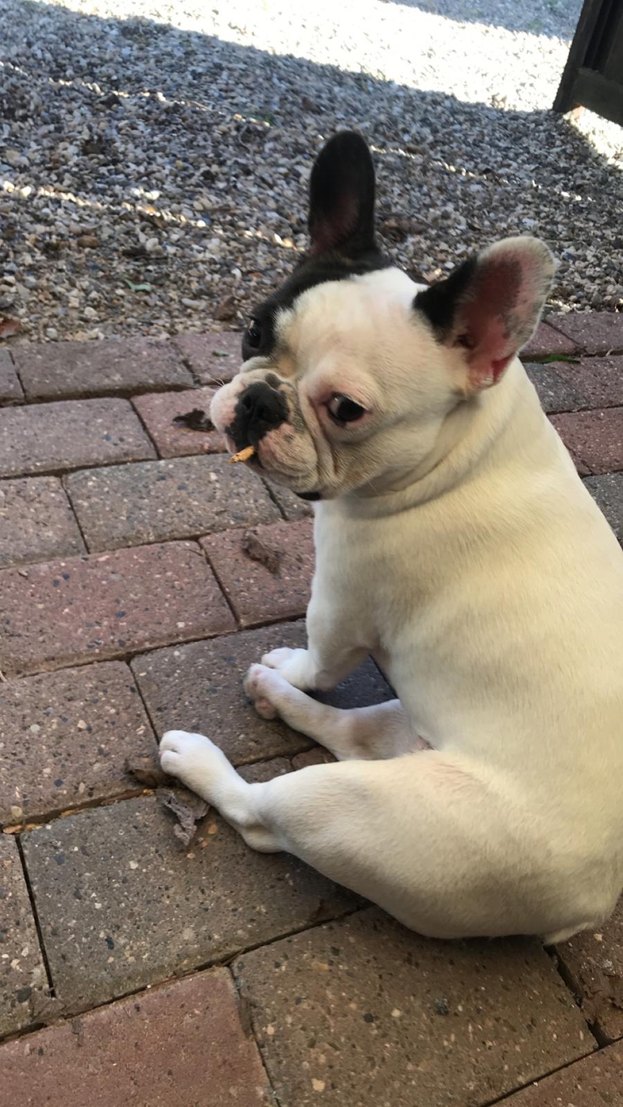 Fransk bulldog Fister billede 13