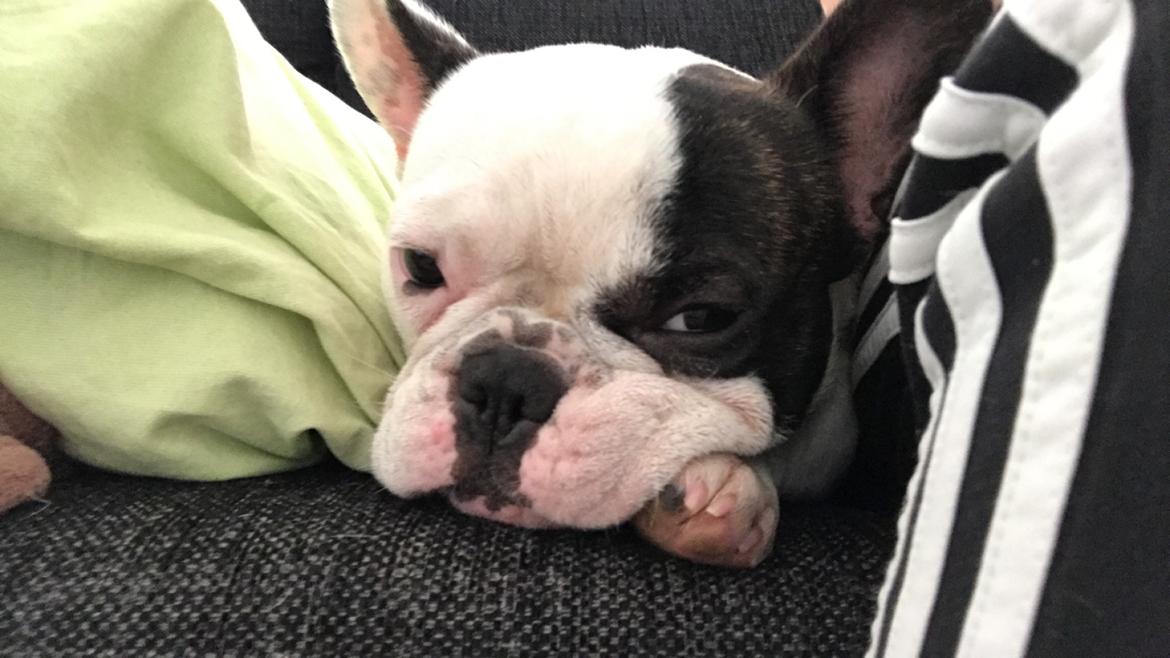 Fransk bulldog Fister billede 14