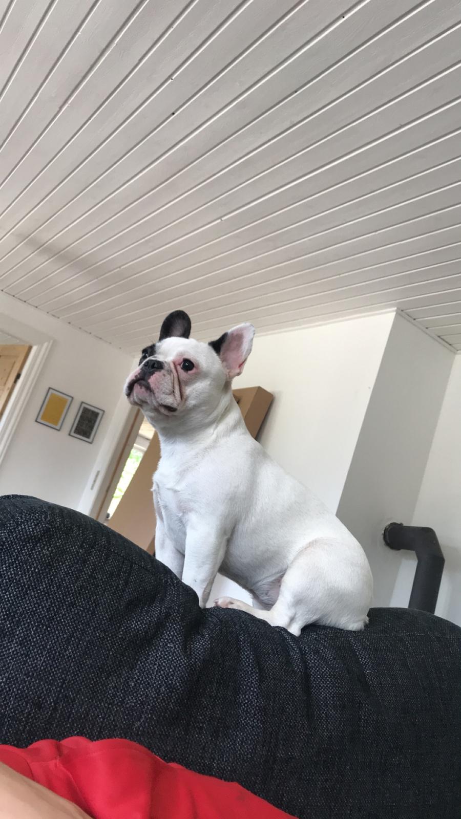 Fransk bulldog Fister billede 8