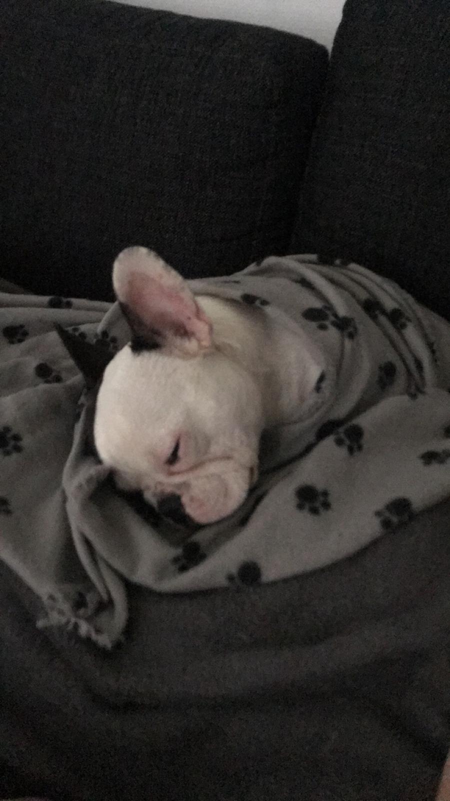 Fransk bulldog Fister billede 15