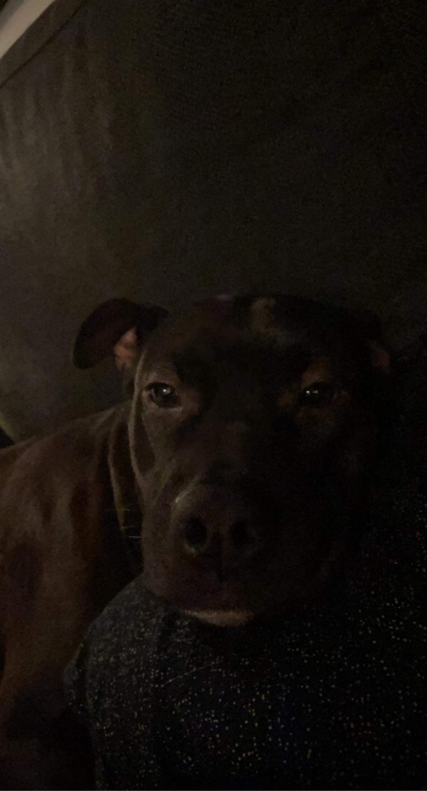 Blanding af racer Zindy billede 13