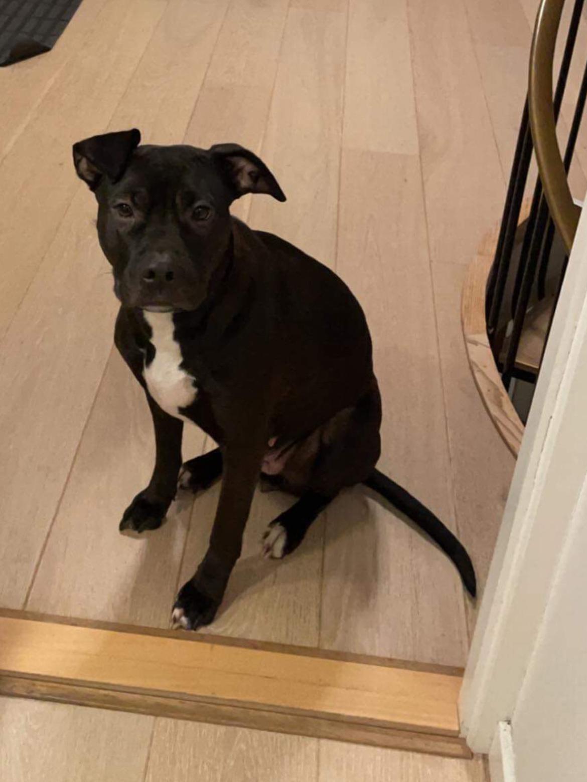 Blanding af racer Zindy billede 14