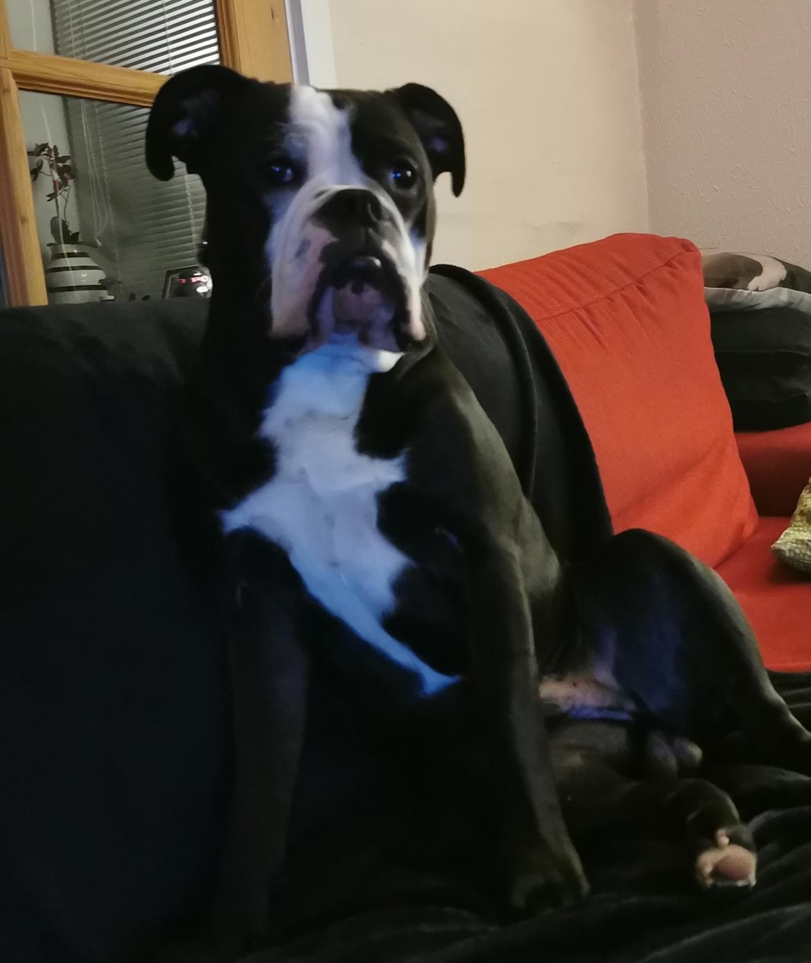 Olde english bulldogge Bonzo  billede 1