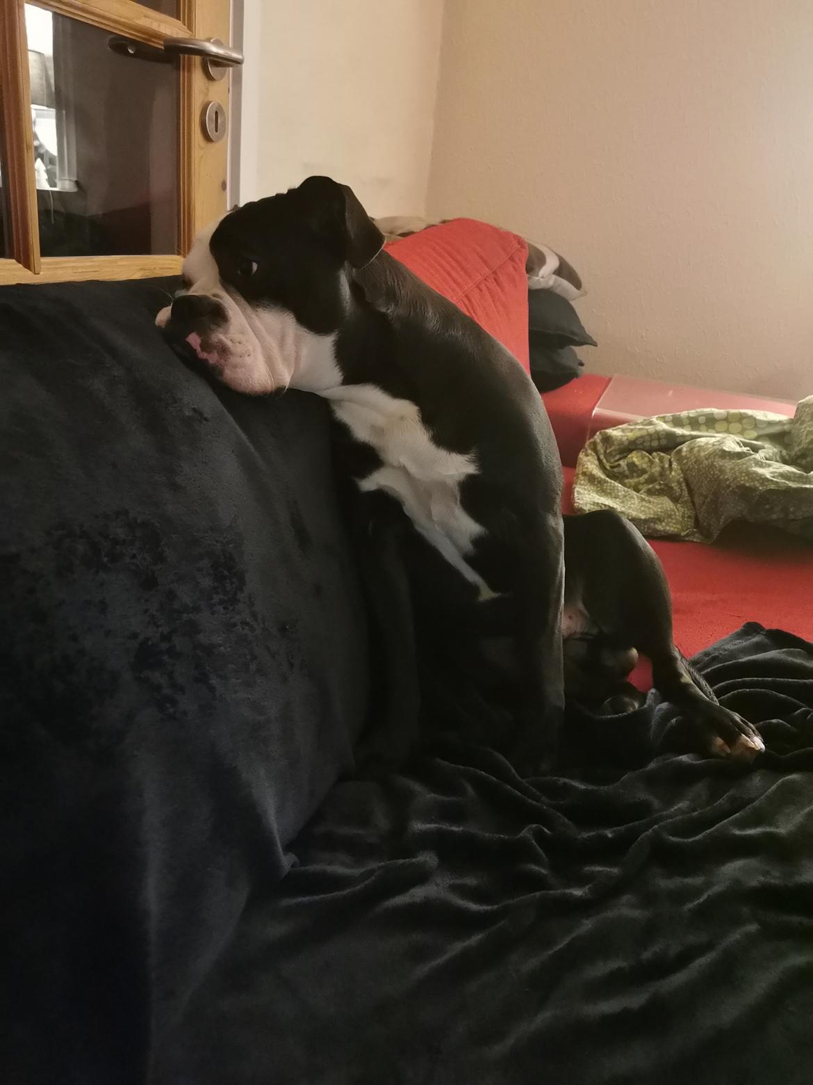 Olde english bulldogge Bonzo  billede 2